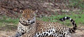Ley Aprobatoria del Acuerdo Marco para el Establecimiento de la Alianza Internacional de Grandes Felinos