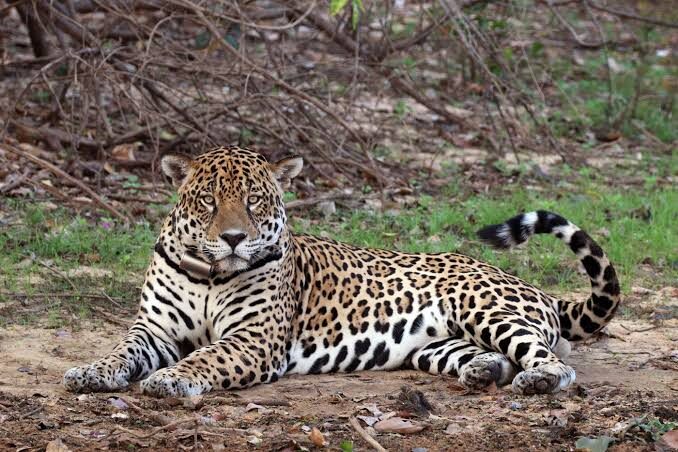 Ley Aprobatoria del Acuerdo Marco para el Establecimiento de la Alianza Internacional de Grandes Felinos